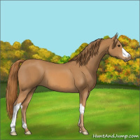 Horse Color:Chestnut  and Chestnut 