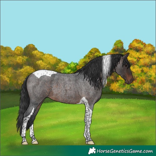 Horse Color:Brown Roan Tobiano 