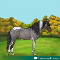 Horse Color:Brown Roan Tobiano 