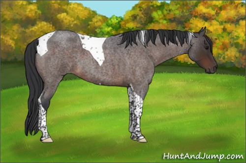 Horse Color:Brown Roan Tobiano