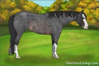 Horse Color:Brown Roan Splash 