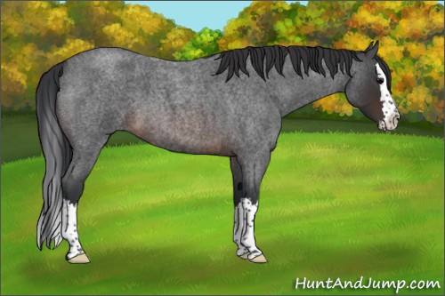 Horse Color:Brown Roan Splash 