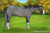 Horse Color:Brown Roan Splash