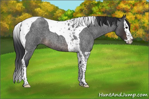 Horse Color:Brown Roan Splash Tobiano 