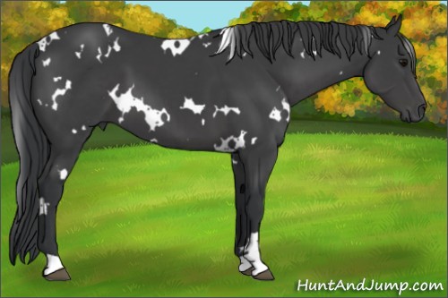 Horse Color:White Spotted Black 