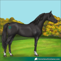 Horse Color:Smoky Black Tobiano 