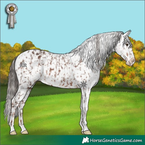 Horse Color:Liver Chestnut Appaloosa  and White Spotted Liver Chestnut Appaloosa Rabicano 