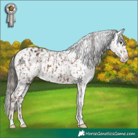 Horse Color:Liver Chestnut Appaloosa  and White Spotted Liver Chestnut Appaloosa Rabicano 