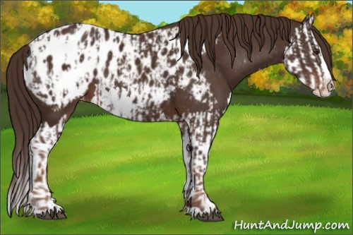 Horse Color:Liver Chestnut Sabino Splash Blanket and Liver Chestnut Sabino Splash Blanket