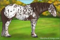 Horse Color:Liver Chestnut Sabino Splash Appaloosa  and Liver Chestnut Sabino Splash Appaloosa 