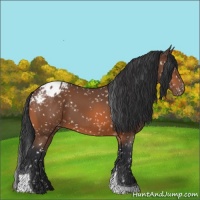 Horse Color:Bay Tobiano Appaloosa 