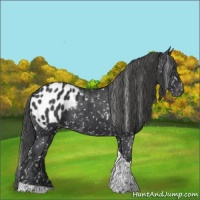 Horse Color:Black Tobiano Blanket 