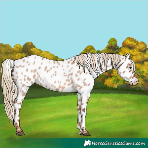 Horse Color:Red Dun Roan Appaloosa