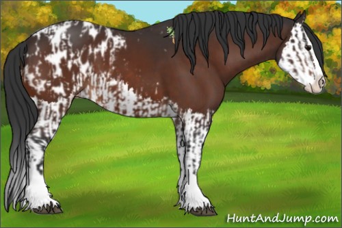 Horse Color:Bay Sabino Splash Appaloosa  and Bay Sabino Splash Appaloosa 