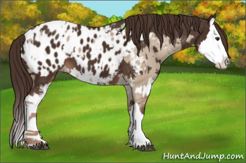 Horse Color:Liver Red Dun Sabino Splash Appaloosa  and Liver Chestnut Sabino Splash Appaloosa 