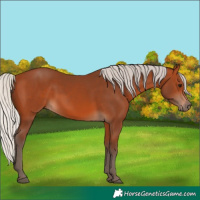 Horse Color:Silver Bay Rabicano 