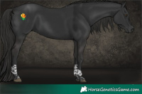 Horse Color:Liver Chestnut Tobiano 