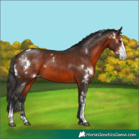 Horse Color:White Spotted Brown Sabino