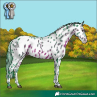 Horse Color:Watercolor White Spotted Brown Appaloosa 
