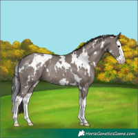Horse Color:White Spotted Smoky Grullo Splash Rabicano 