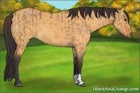 Horse Color:Bay Dun and Buckskin Dun