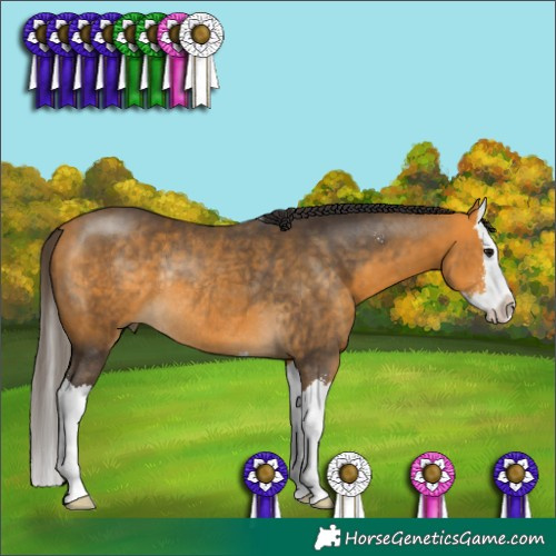Horse Color:Buckskin Sabino Splash Rabicano