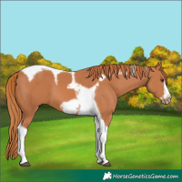 Horse Color:Chestnut Tobiano Frame 