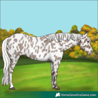 Horse Color:Silver Blue Roan Near Leopard Rabicano 