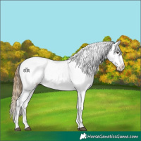 Horse Color:White Spotted Buckskin Dun Appaloosa 