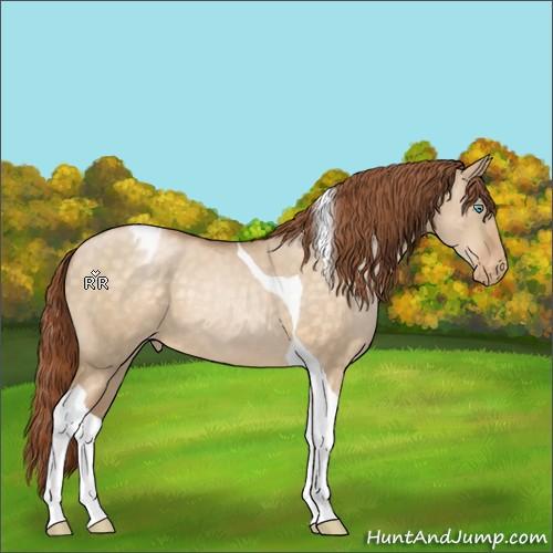 Horse Color:Buckskin Pearl Dun Tobiano Varnish 