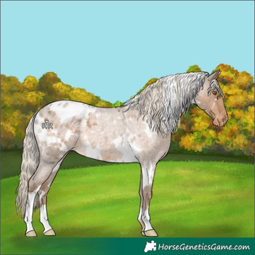 Horse Color:White Spotted Chocolate Palomino Roan Appaloosa 