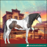 Horse Color:Brown Splash Tobiano Appaloosa