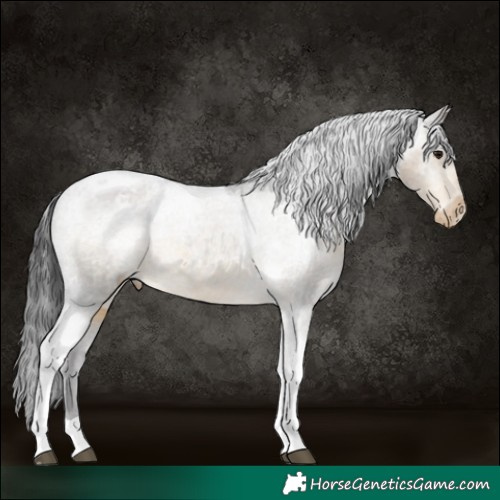 Horse Color:Buckskin Tobiano Appaloosa Rabicano 