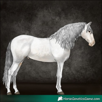 Horse Color:Buckskin Tobiano Appaloosa Rabicano