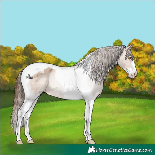 Horse Color:Bay Dun Sabino Tobiano Varnish 