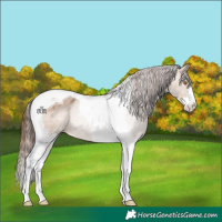Horse Color:Bay Dun Sabino Tobiano Varnish 