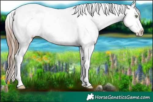 Horse Color:White Spotted Liver Red Dun Pearl Snowcap 