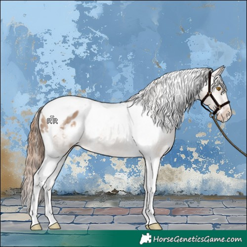 Horse Color:Bay Dun Tobiano Appaloosa 