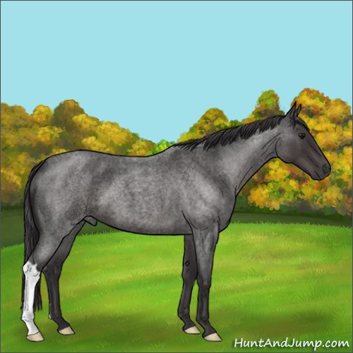 Horse Color:Smoky Blue Roan 
