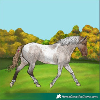 Horse Color:Liver Red Dun Roan Tobiano Varnish Rabicano 