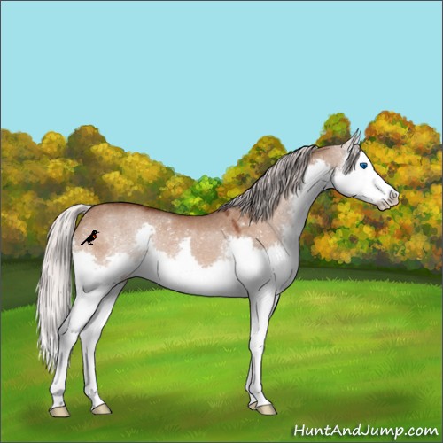 Horse Color:Silver Brown Dun Splash Rabicano 