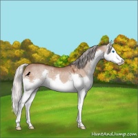 Horse Color:Silver Brown Dun Splash Rabicano 