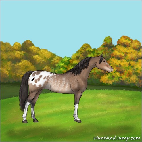 Horse Color:Brown Dun Appaloosa Rabicano