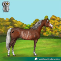 Horse Color:Silver Black Rabicano  and Silver Brown Rabicano 