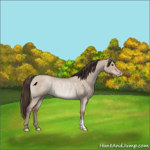 Horse Color:Classic Champagne Roan Dun Rabicano