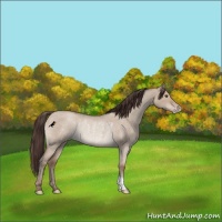 Horse Color:Classic Champagne Roan Dun Rabicano 