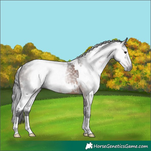 Horse Color:Gray White Spotted Brown 