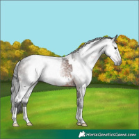 Horse Color:Gray White Spotted Brown