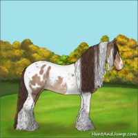 Horse Color:Liver Red Dun Tobiano Appaloosa Rabicano 