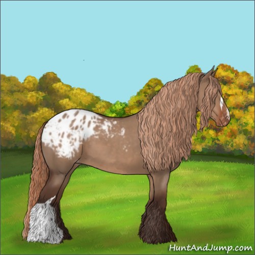 Horse Color:Liver Red Dun Appaloosa 